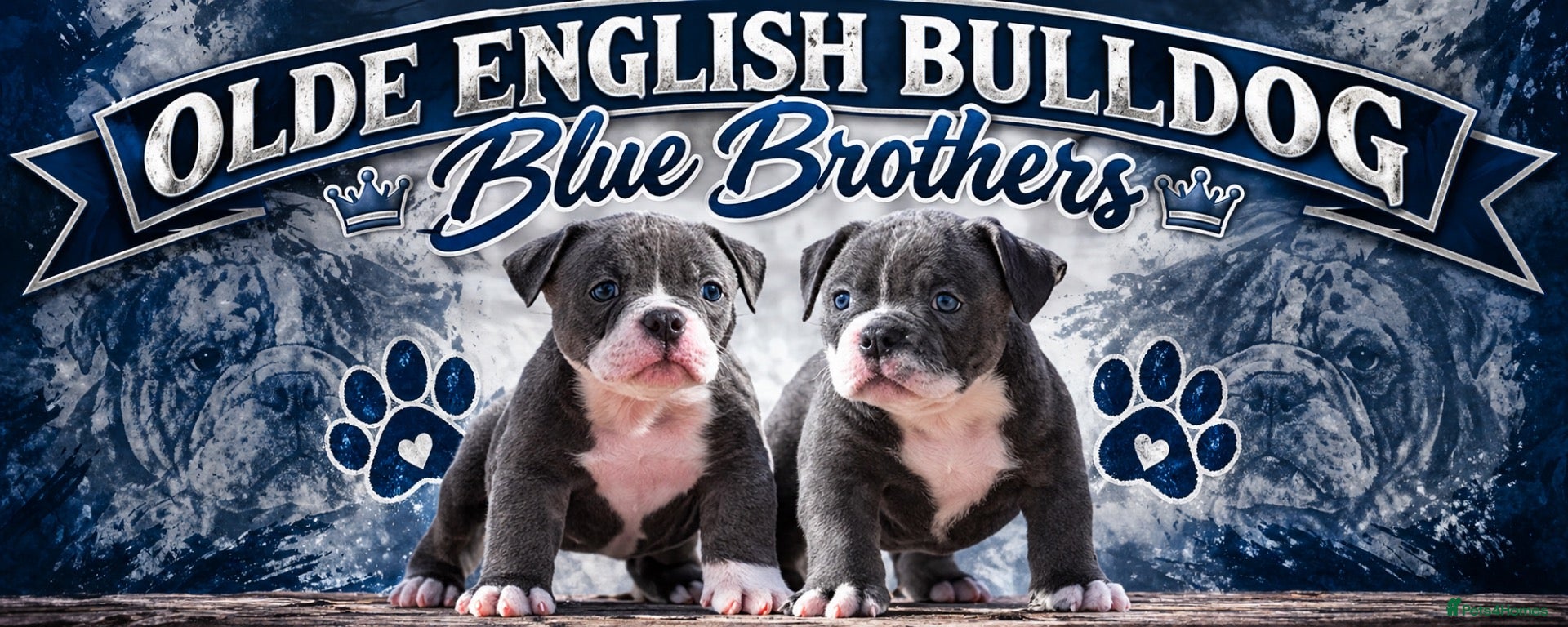 Olde English Bulldogge dogs Professionals, 23 years experience,  - Advert 2