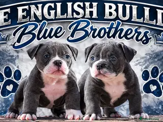 Olde English Bulldogge dogs Professionals, 23 years experience, - Advert 1