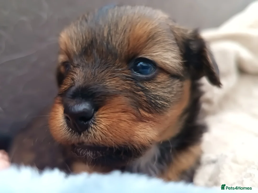 Mixed Breed dogs for sale: Small Mixed Breed Puppy  - Advert 12