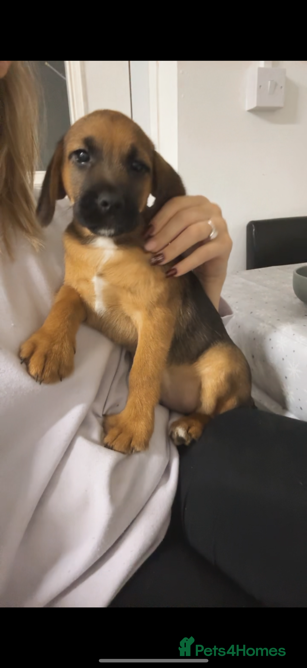 Mixed Breed dogs for sale: Borders - 2 dog pups left *reduced* - Advert 2