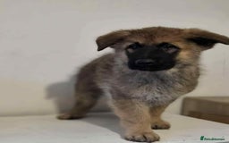 German Shepherd dogs for sale: German shepherd pups  - Image 5