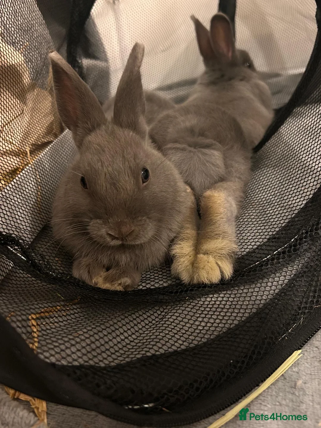 Netherland Dwarf rabbits for sale: Brother and sister bonded Netherland dwarfs - Advert 2