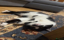 Domestic Shorthair cats for sale: Siblings looking for loving home - Image 14