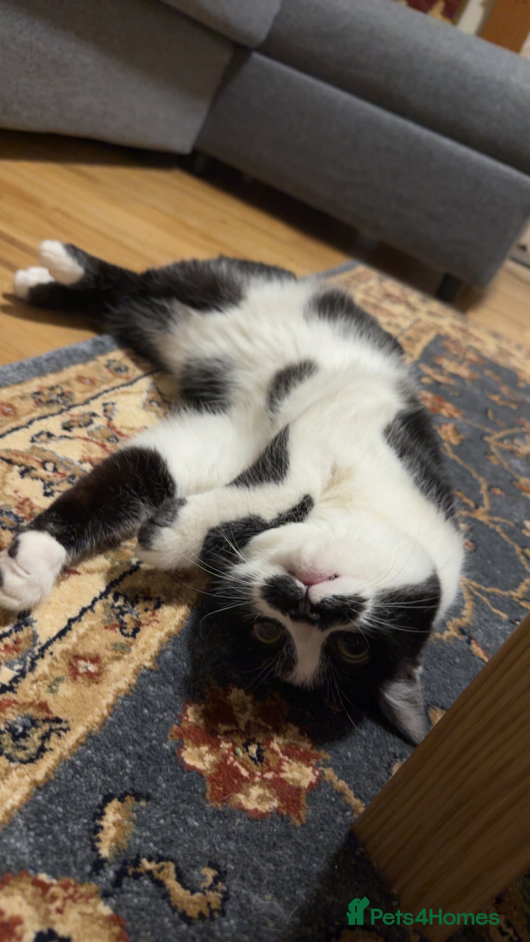 Domestic Shorthair cats for sale: Siblings looking for loving home - Image 14