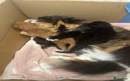 Mixed Breed cats for sale: 1 black male remaining - Image 3