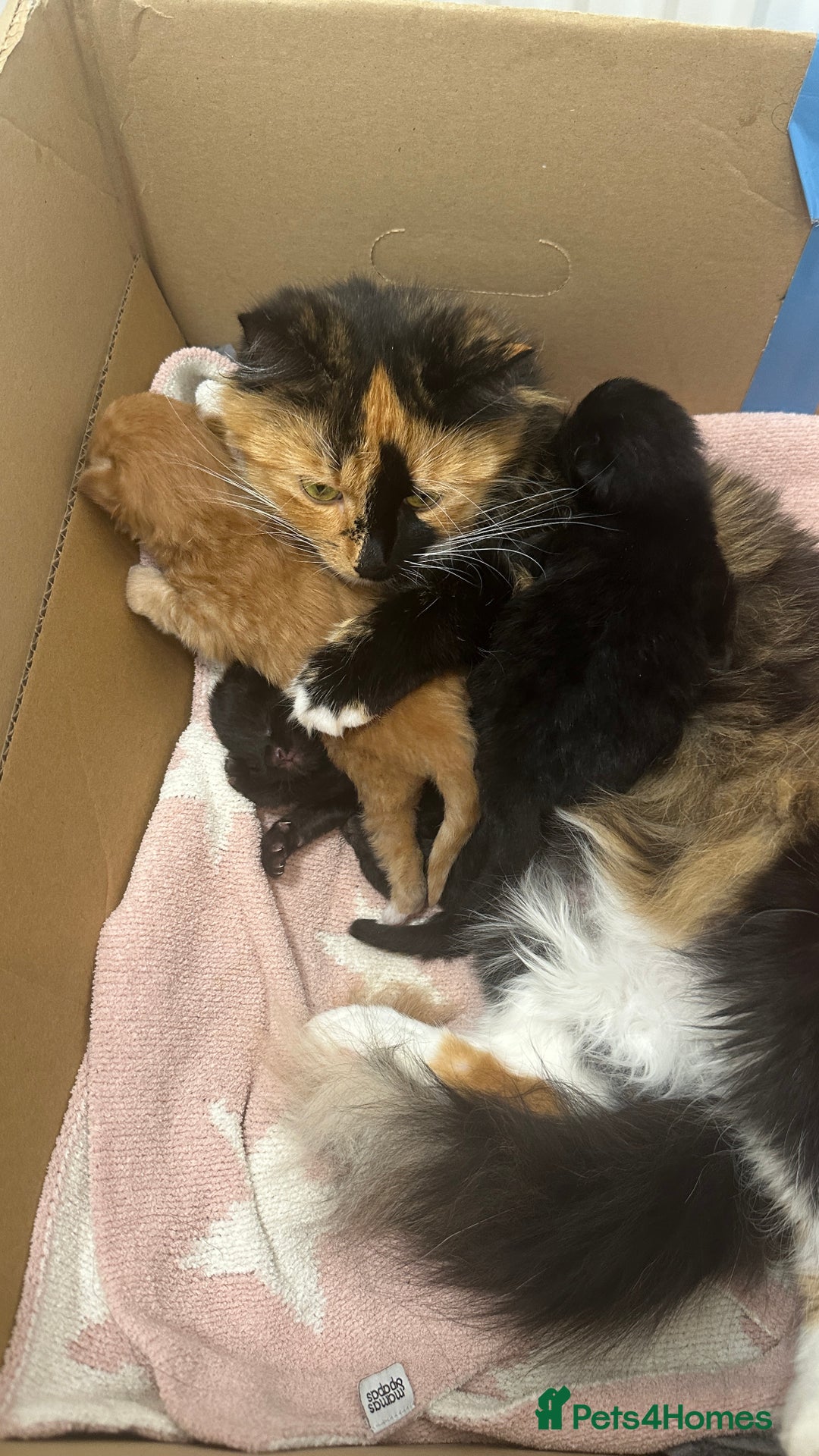 Mixed Breed cats for sale: 1 black male remaining - Image 3