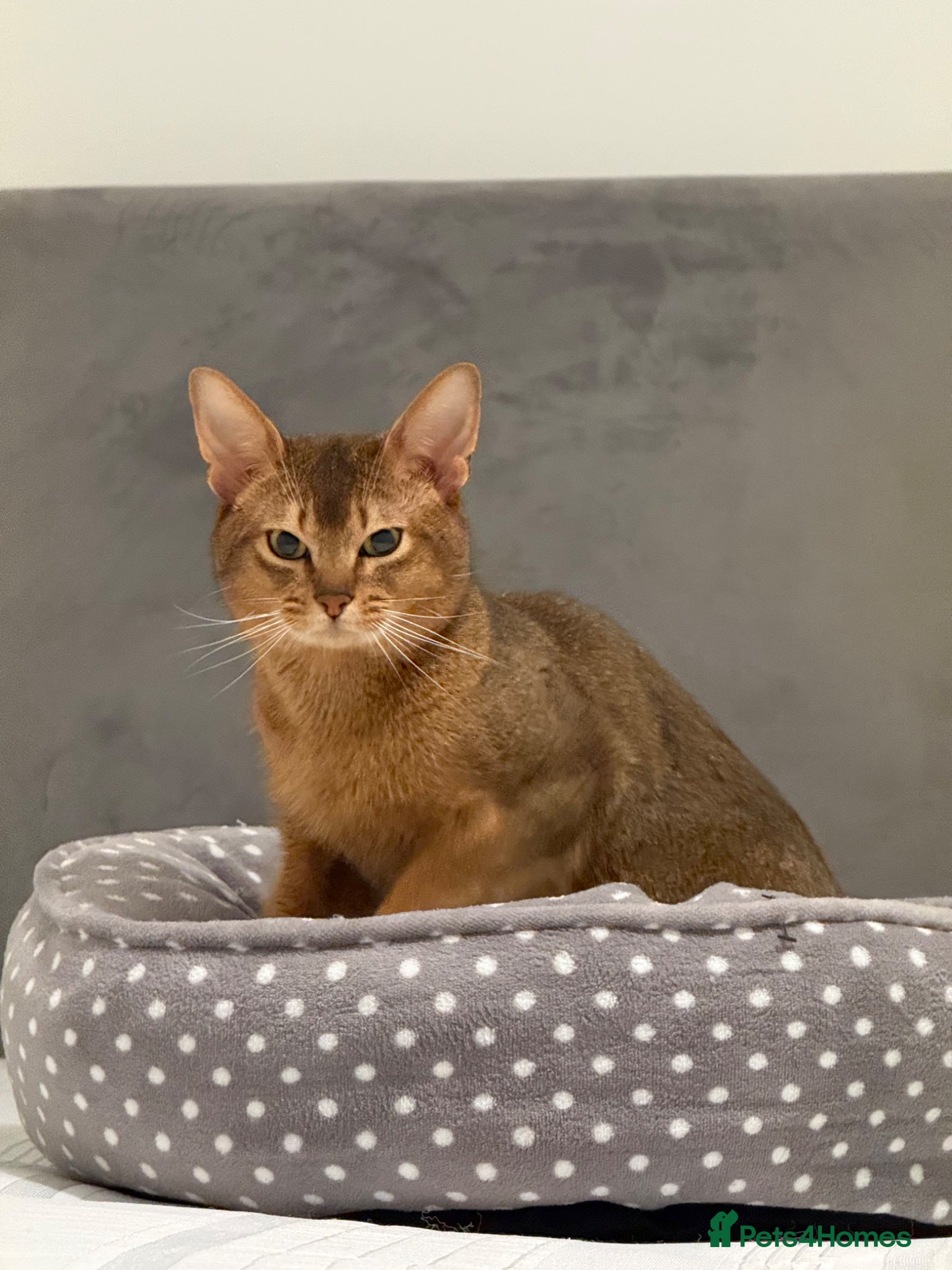 Abyssinian cats Abyssinian Male - 2.5 years - Ruddy - London - Advert 1