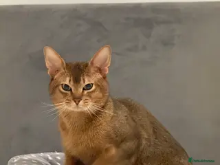 Abyssinian cats Abyssinian Male - 2.5 years - Ruddy - London - Advert 1