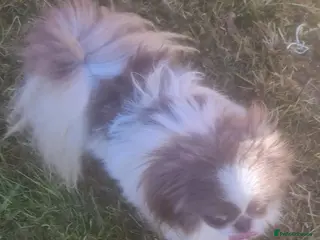 Pekingese dogs 💙 rkc proven lilac and white particoloured 💙 - Advert 1
