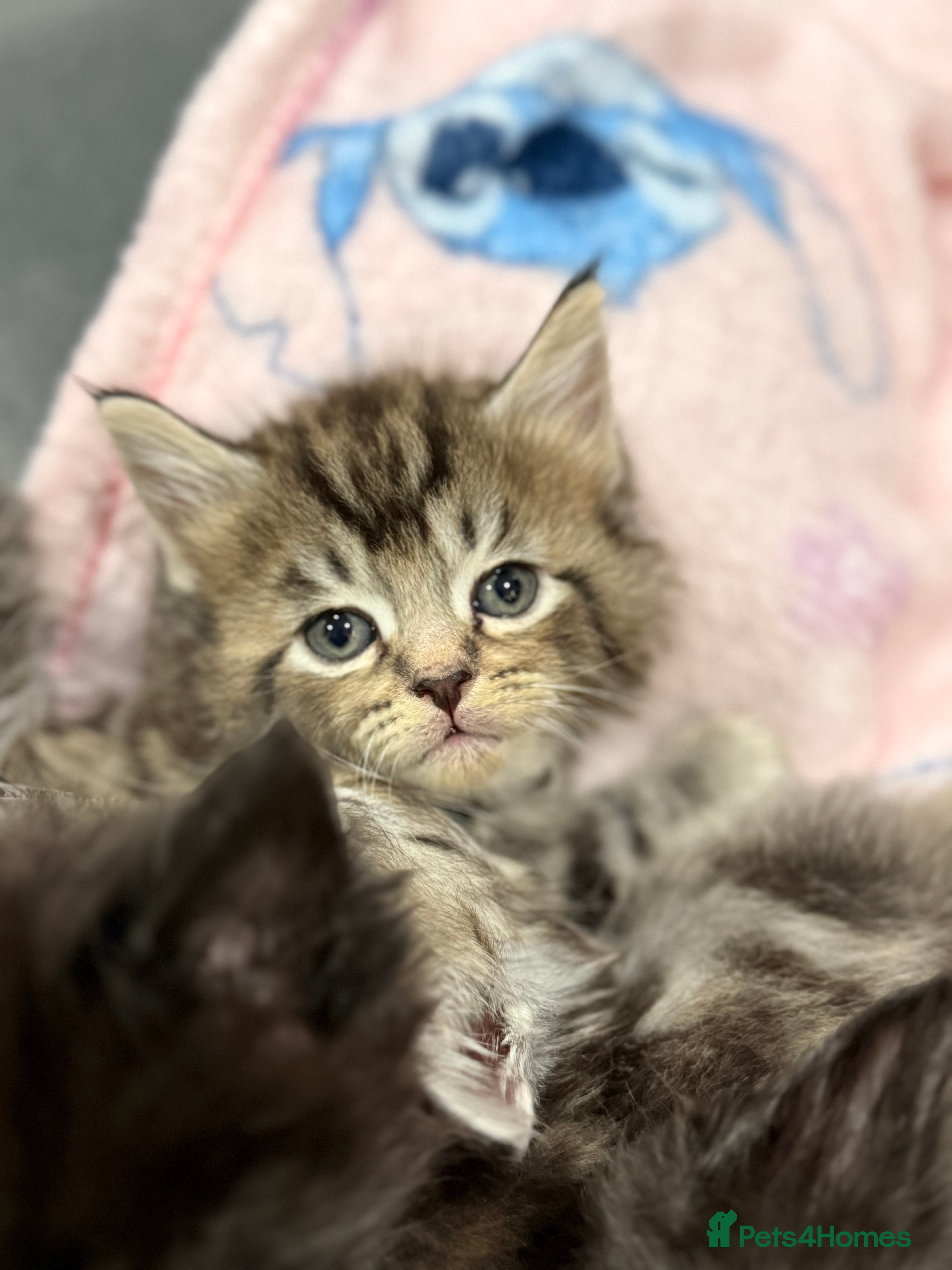 Maine Coon cats 5 adorable maine coon kittens - Advert 17