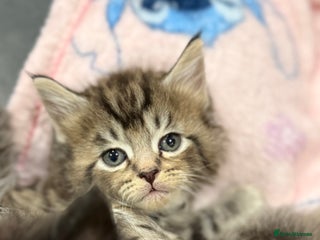 Maine Coon cats 5 adorable maine coon kittens - Advert 17