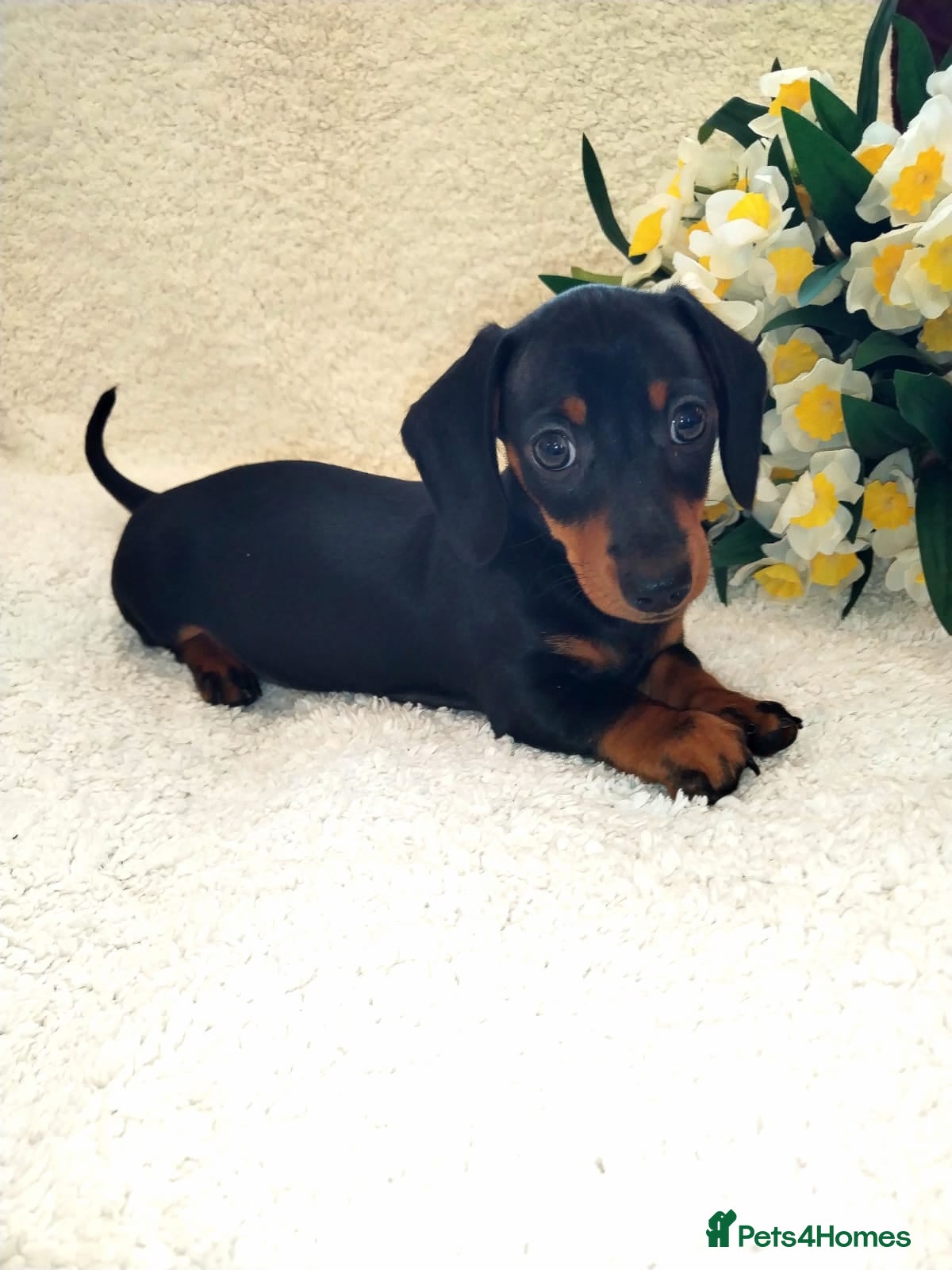 Miniature Dachshund dogs MINI DACHSHUND READY TO LEAVE  - Advert 2
