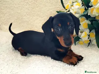 Miniature Dachshund dogs MINI DACHSHUND READY TO LEAVE - Advert 2