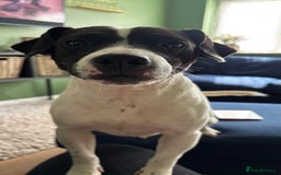 Mixed Breed dogs for sale: Eddie  - Advert 14