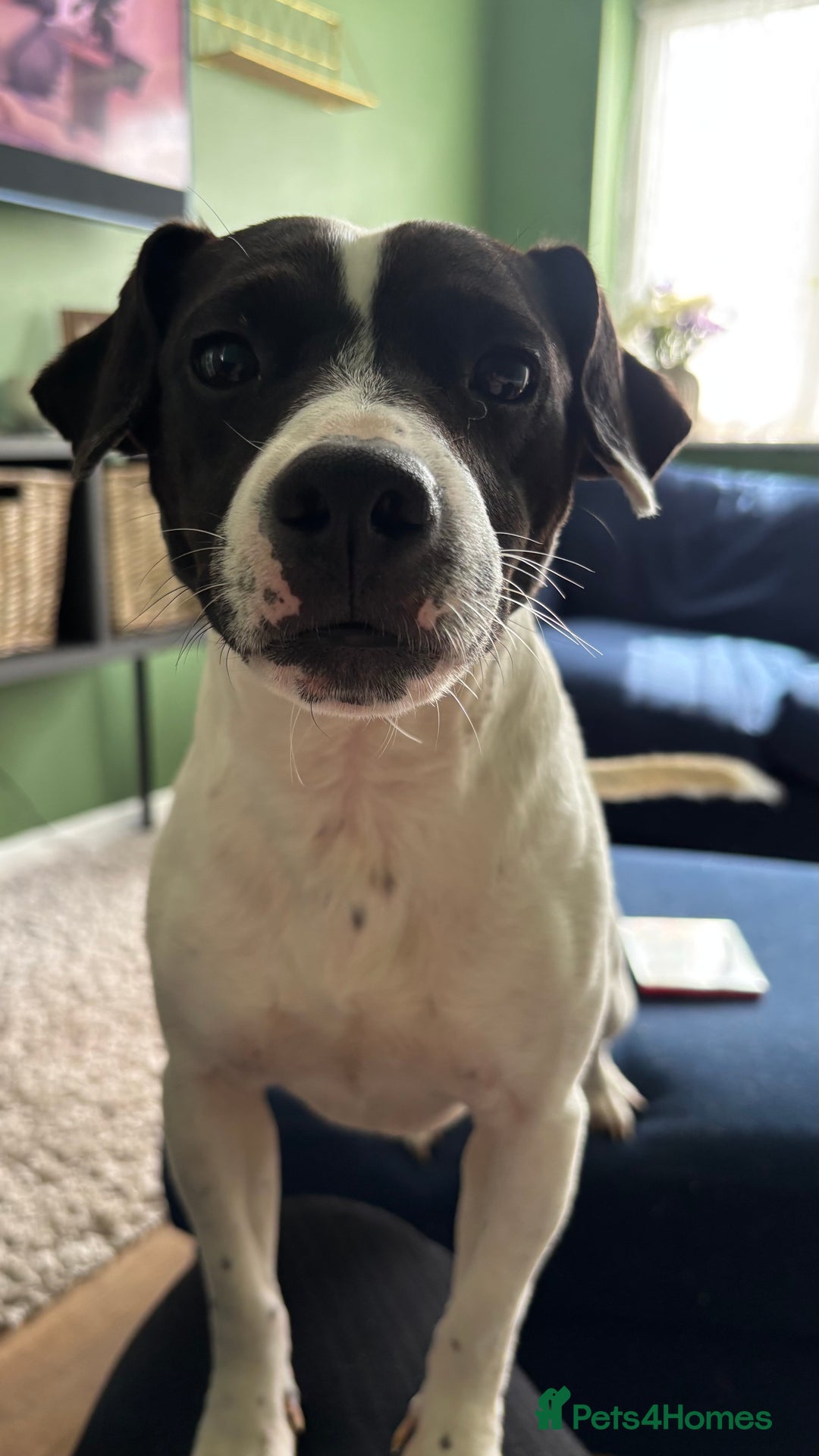 Mixed Breed dogs for sale: Eddie  - Advert 14