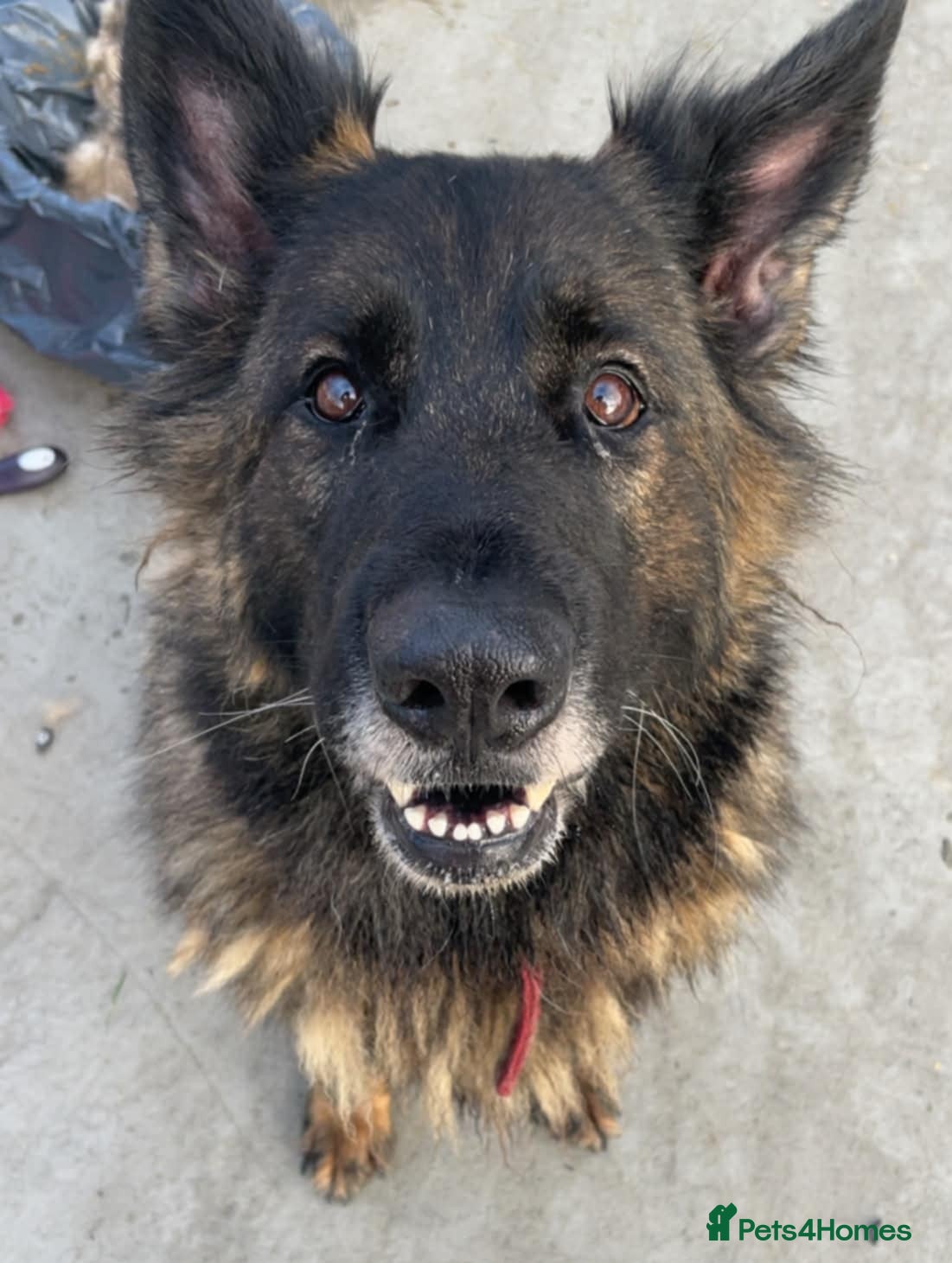 German Shepherd dogs PHOEBE 8yr old GSD - Advert 9