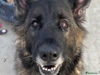 German Shepherd dogs PHOEBE 8yr old GSD - Advert 9