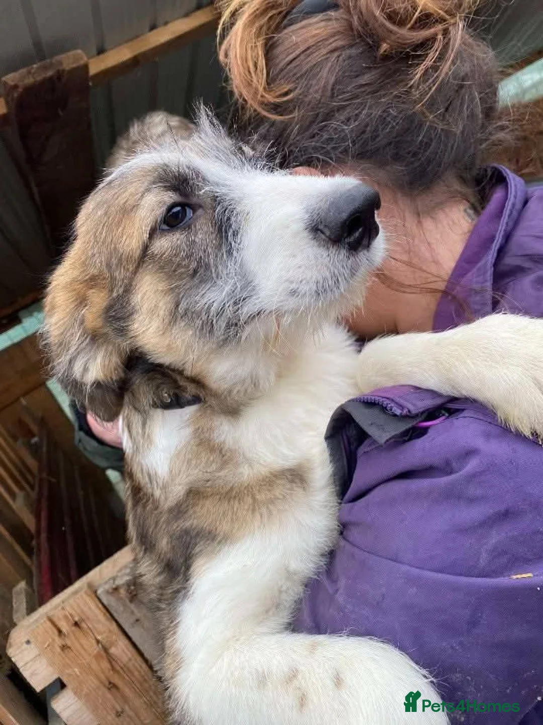 Mixed Breed dogs for adoption: Meet Patch, currently residing in Essex  - Advert 9