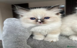 Ragdoll cats for sale: Registered Ragdoll kitttens for sale - Image 18