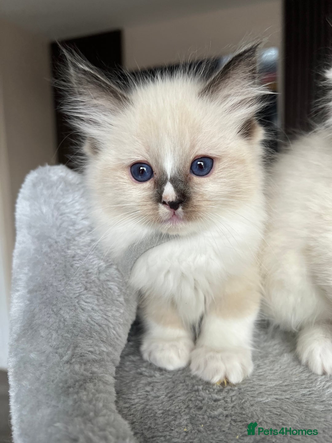 Ragdoll cats for sale: Registered Ragdoll kitttens for sale - Image 18