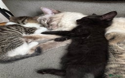 Mixed Breed cats for sale: Stunning kittens available now  - Image 25