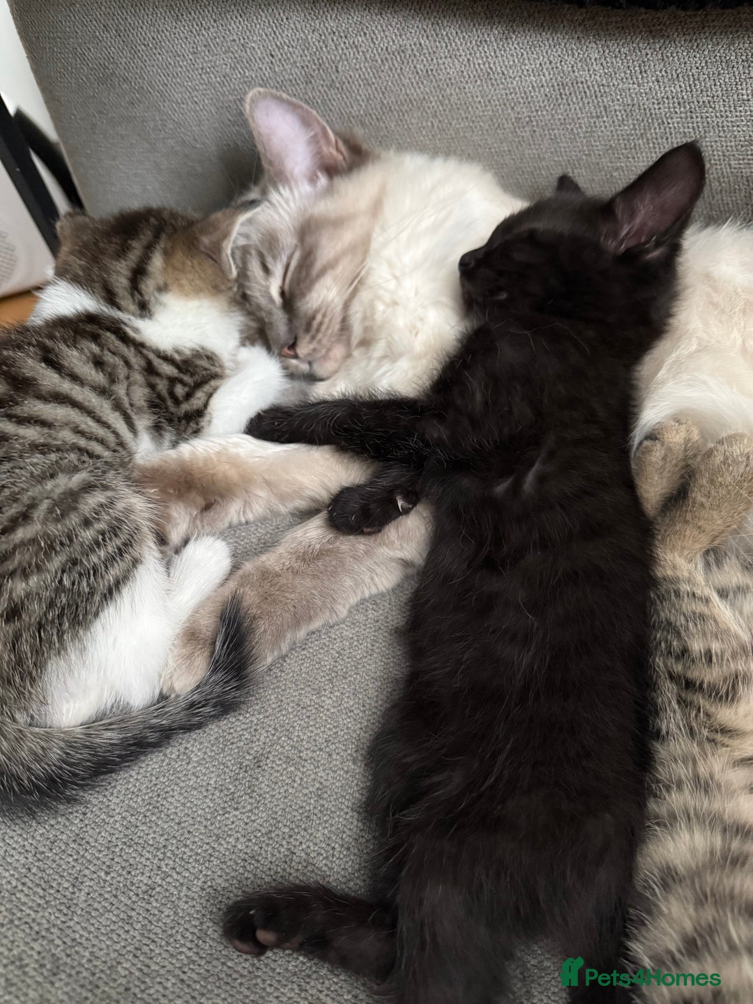 Mixed Breed cats for sale: Stunning kittens available now  - Image 25