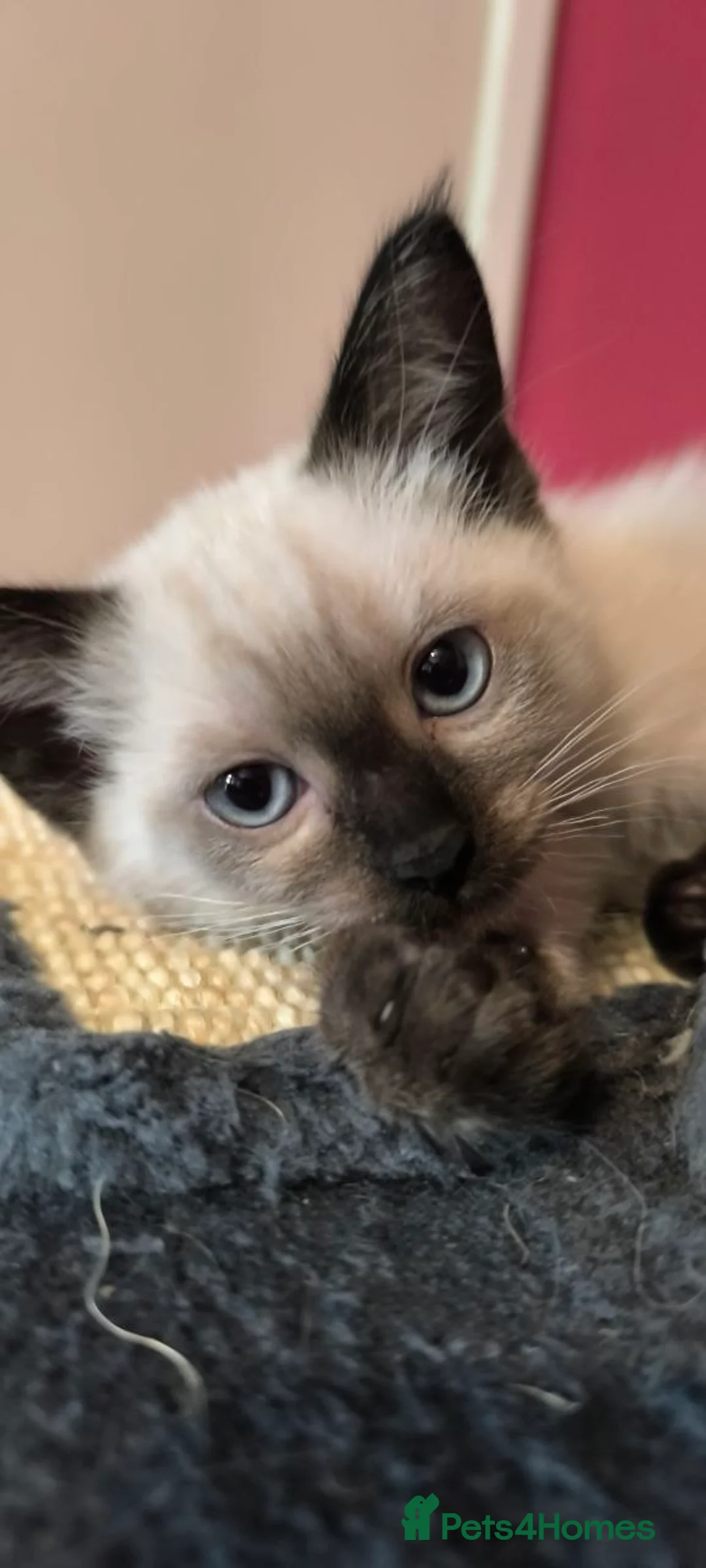 Thai cats for sale: Thai kittens - Advert 1