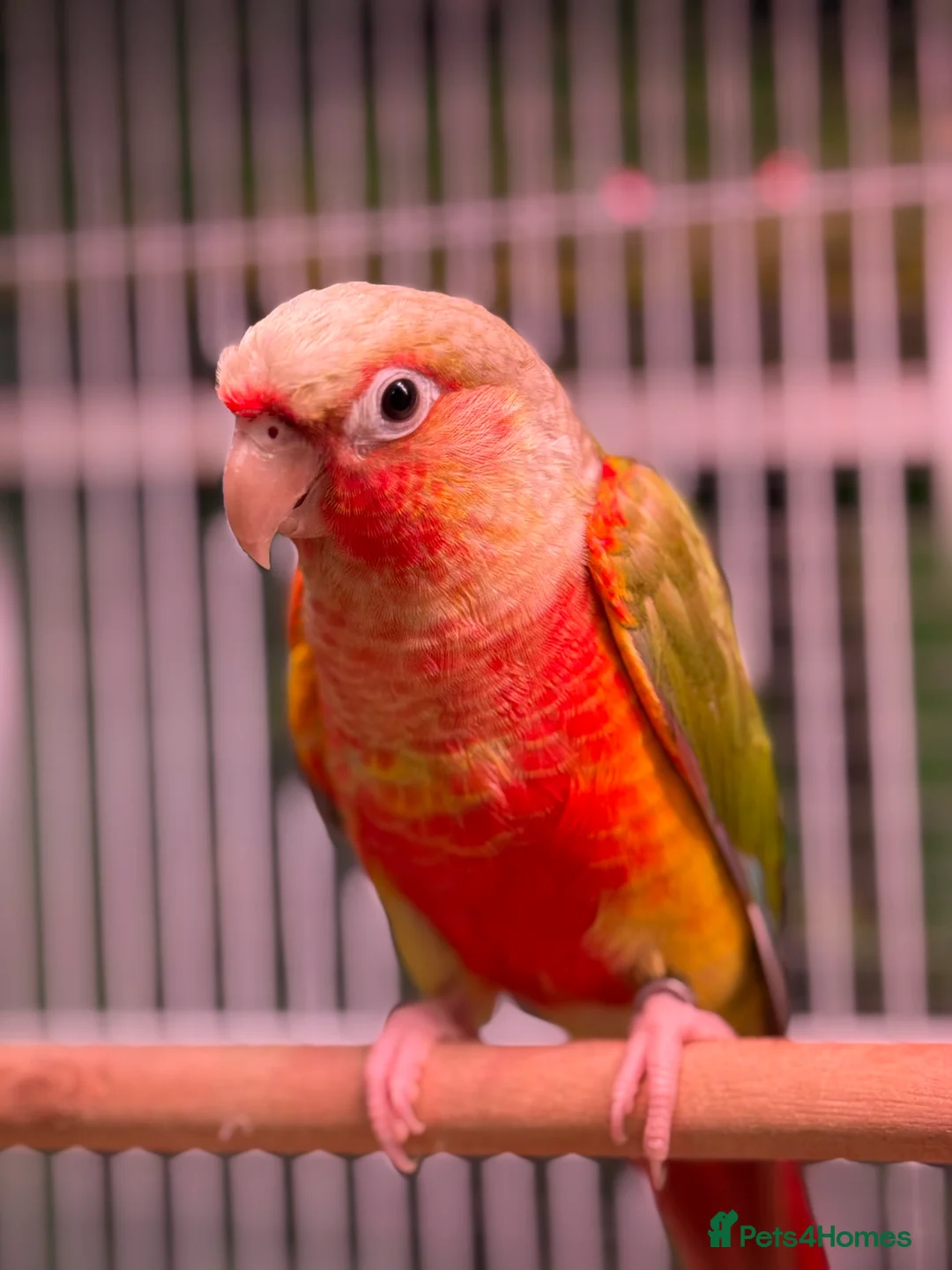 Conures birds for sale: Hand reared Green cheek conure  - Advert 2