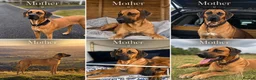 Rhodesian Ridgeback dogs for sale: Bred for beauty. Build and temperament. in Market Drayton - Advert 3