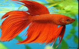 Bettas fish for sale: One male seven female betta.  - Image 1