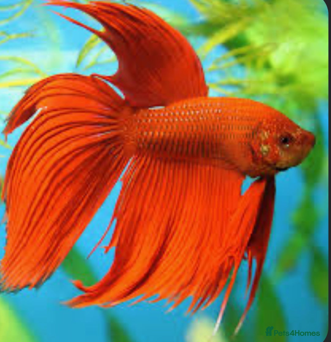 Bettas fish for sale: One male seven female betta.  - Image 1