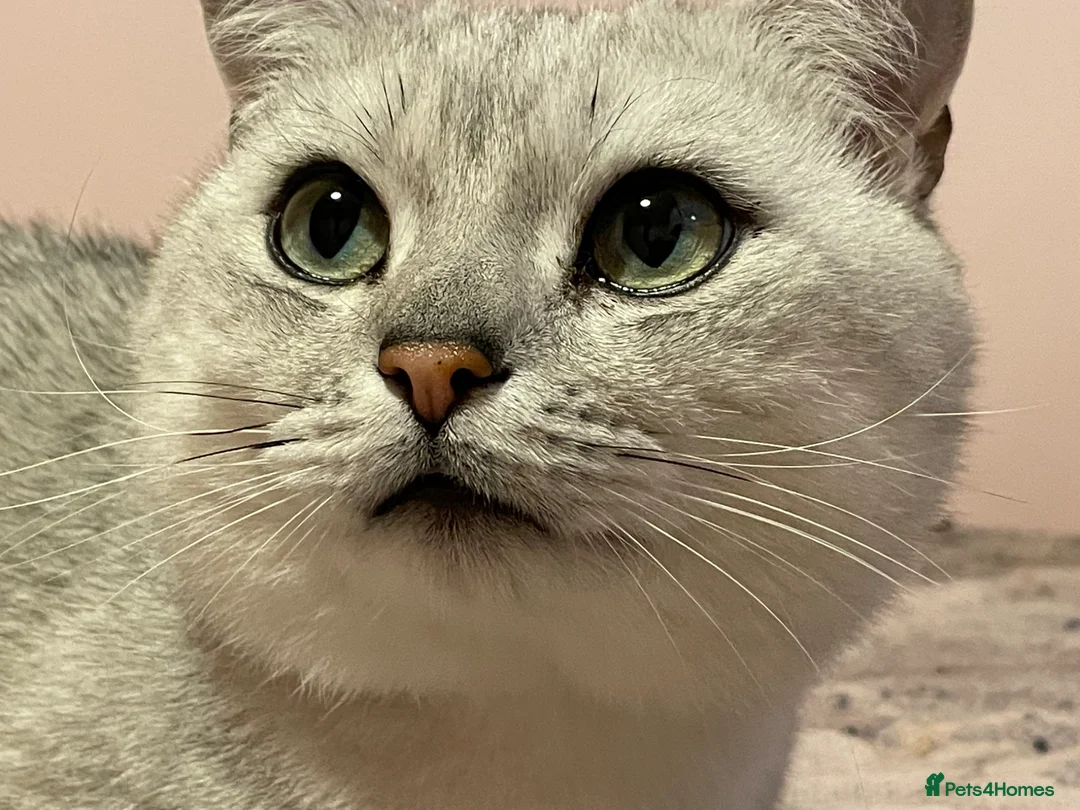 British Shorthair cats for stud: Stunning GCCF stud - Advert 1
