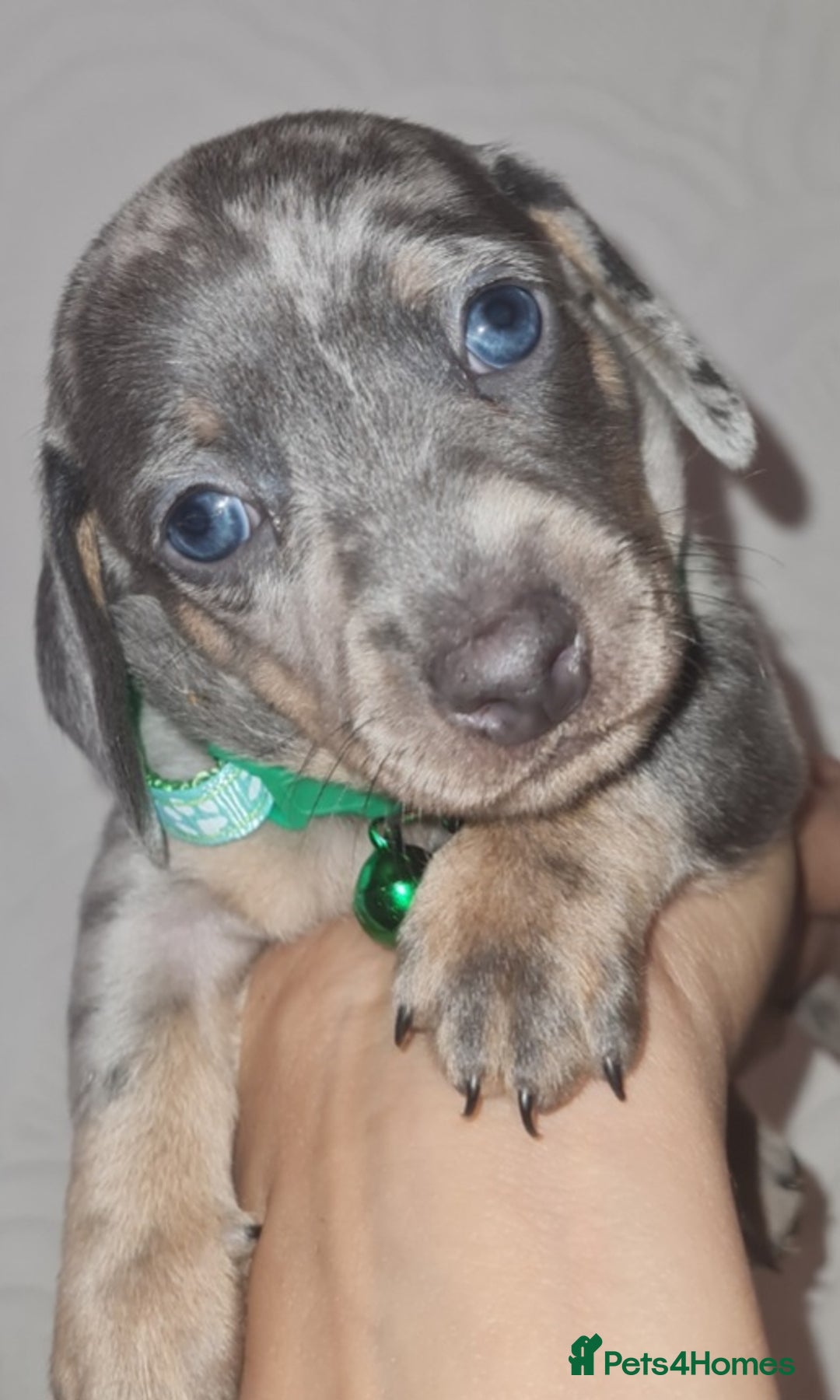 Miniature Dachshund dogs for sale: 💜Extra Dapple miniature Daschunds babys 💜 - Image 5
