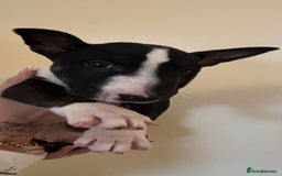 English Bull Terrier dogs for sale: Champion line bull terriers  - Image 21