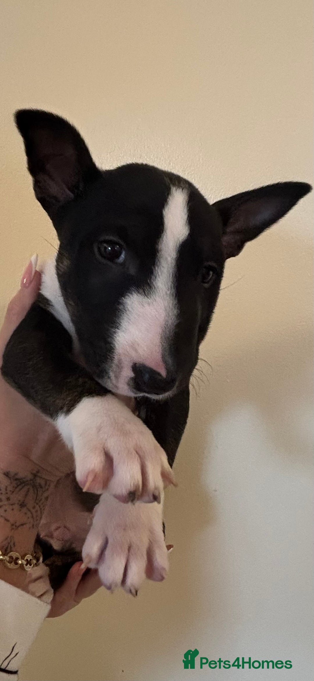 English Bull Terrier dogs for sale: Champion line bull terriers  - Image 21