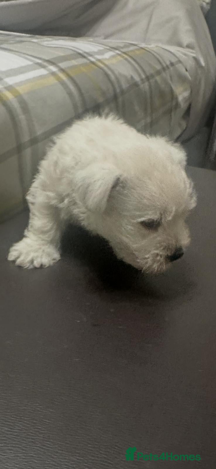West Highland Terrier dogs West highland white terrier male puppy - Advert 15