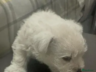 West Highland Terrier dogs West highland white terrier male puppy - Advert 15