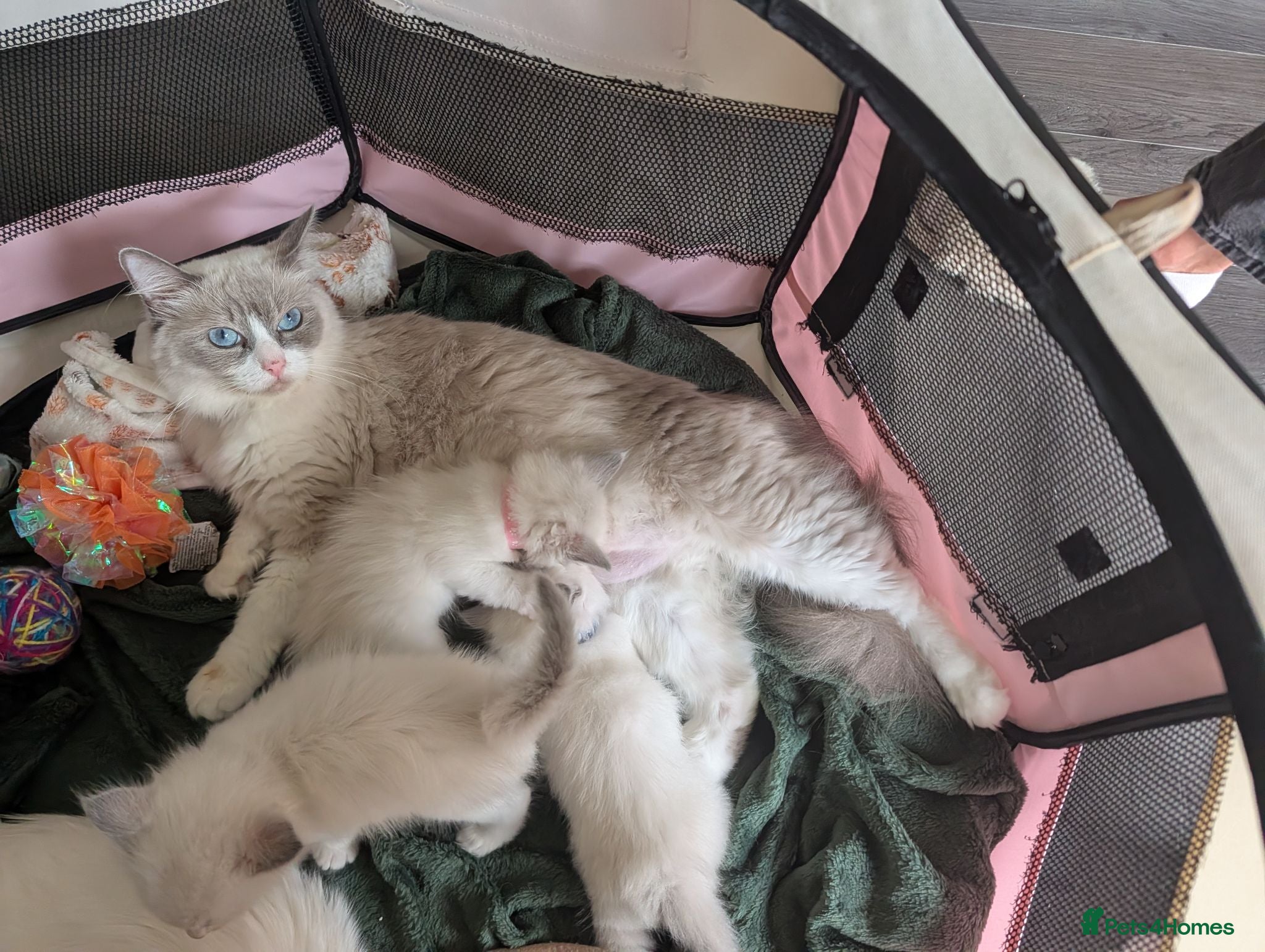 Ragdoll cats 5 Beautiful Ragdoll Kittens - Advert 1