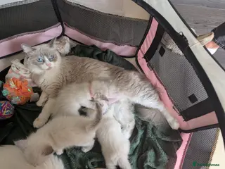 Ragdoll cats 5 Beautiful Ragdoll Kittens - Advert 1
