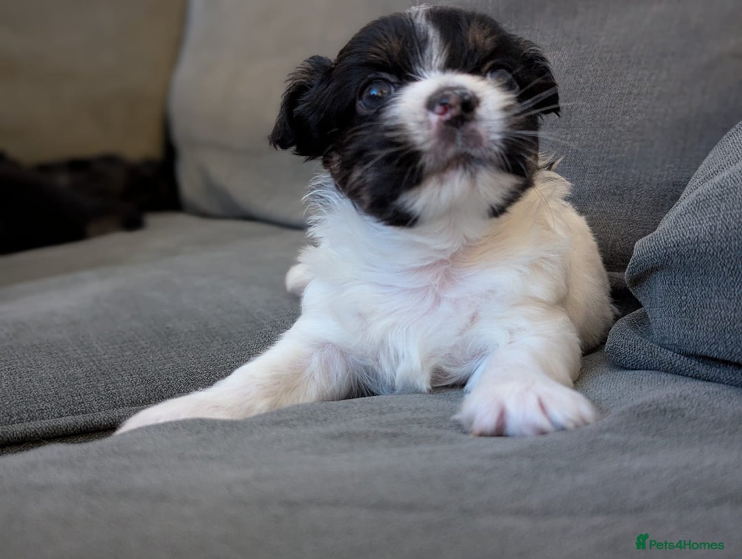 Chorkie dogs for sale: Chorkie puppies  - Advert 7