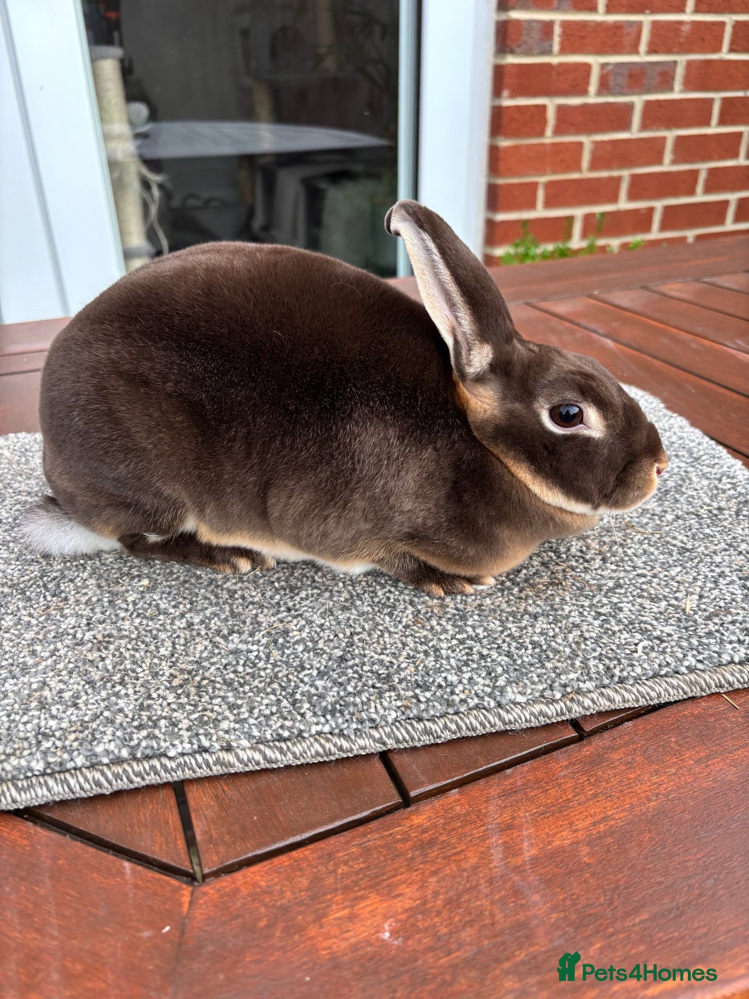 Rex rabbits for sale: Stunning Purebred Chocolate Otter Mini Rex - Image 9