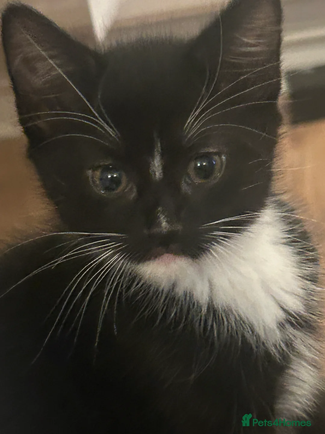 Mixed Breed cats for sale: Betty and Barney looking for homes  - Advert 3