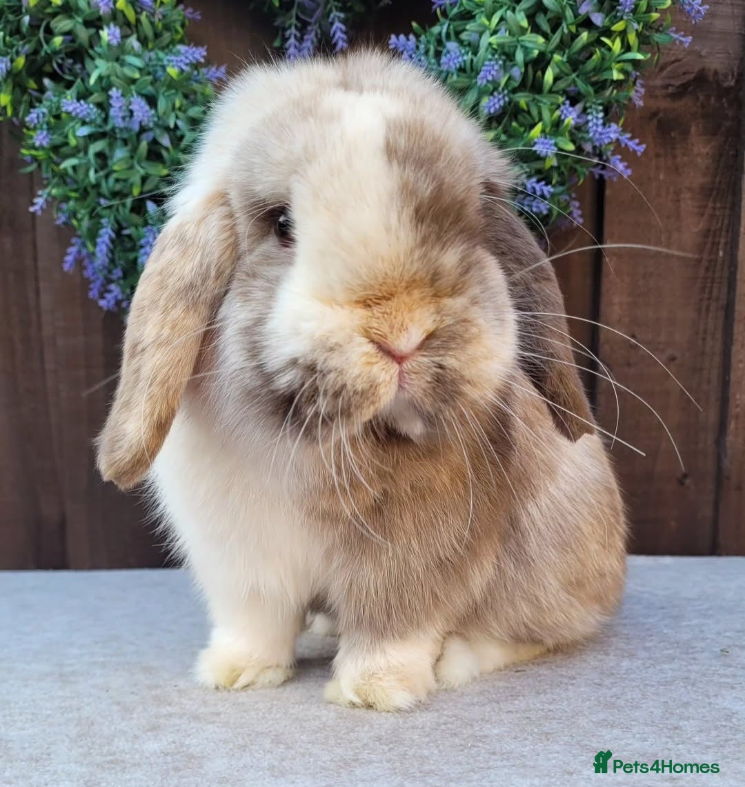 Mini Lop rabbits for sale: Beautiful mini lop bunnies & Adult available  - Advert 1