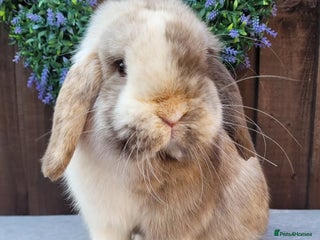 Mini Lop rabbits Adult Chocolate harli buck mini lop available. - Advert 11