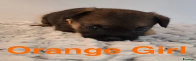 Orange Girl Border Terrier 