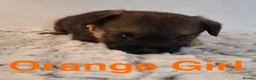Border Terrier dogs for sale: Beautiful Borders - Advert 8