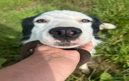 Mixed Breed dogs for adoption: Spotty - Norwich Norfolk  - Image 15