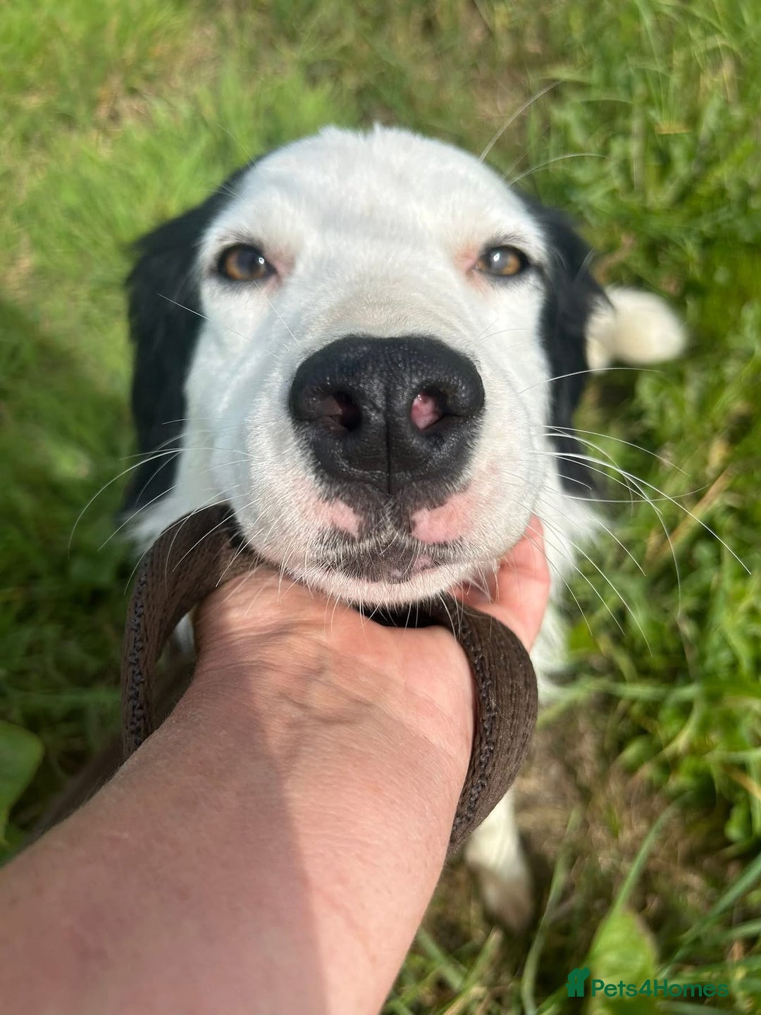 Mixed Breed dogs for adoption: Spotty - Norwich Norfolk  - Image 15