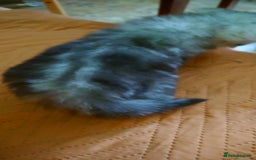 Persian cats for sale: Persian Chinchilla doll face in London - Image 5
