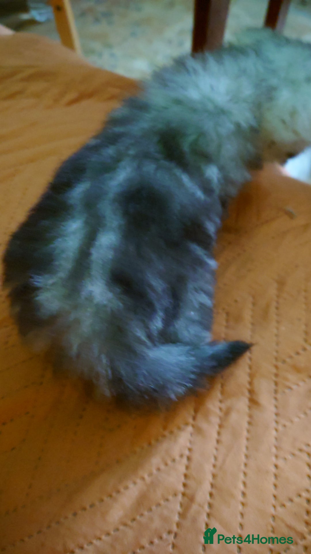Persian cats for sale: Persian Chinchilla doll face in London - Image 5